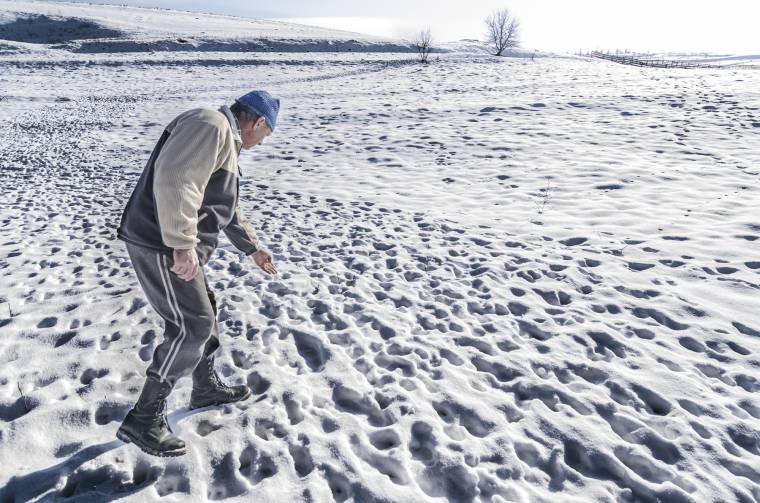 Teherautónyi juhot loptak el Oklándon